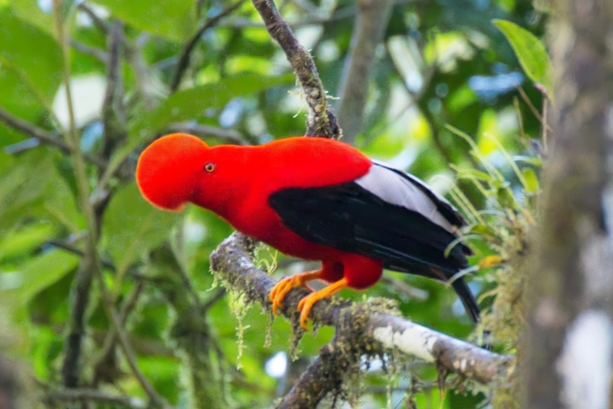 And Horoz Kotingası - ML634118402