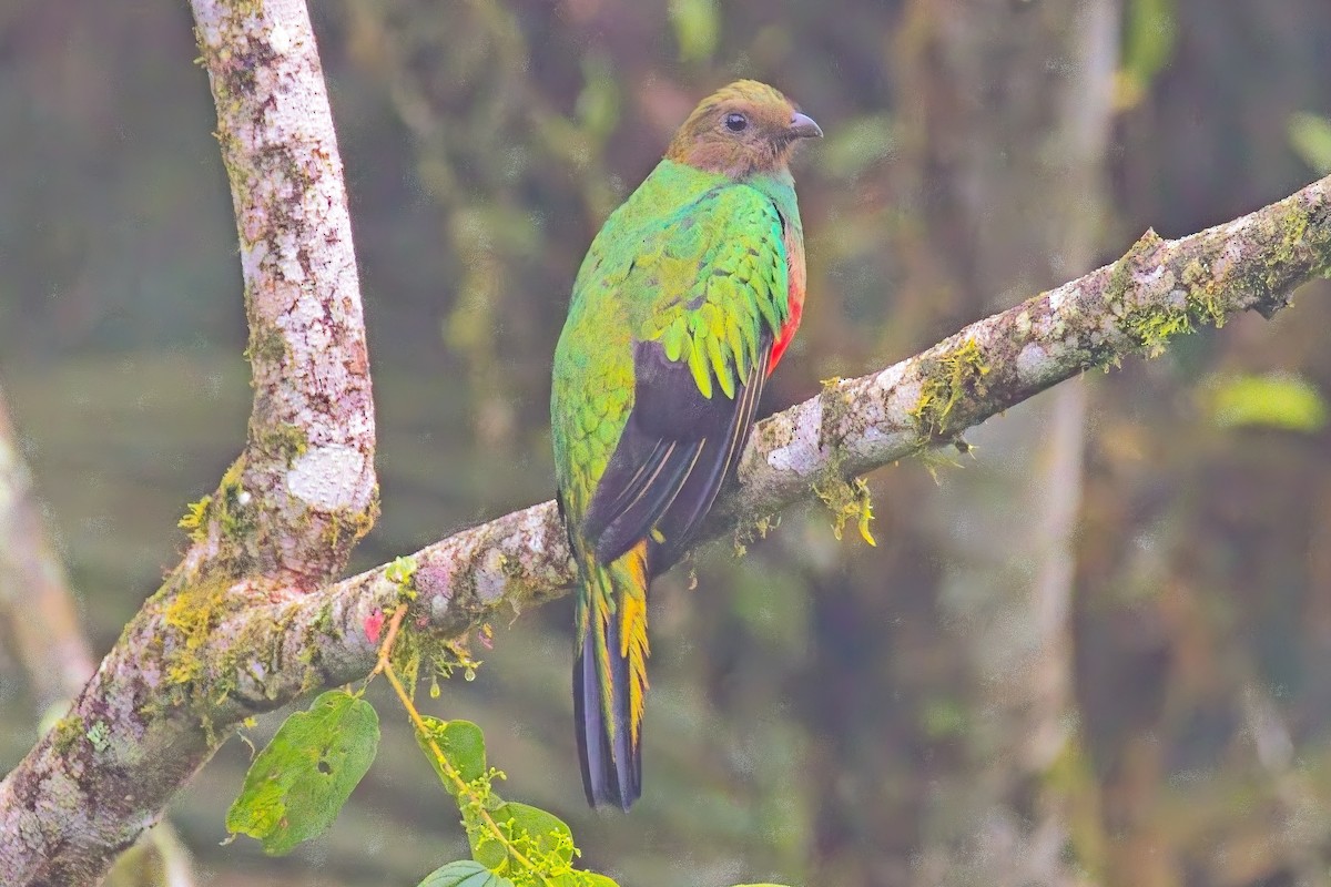 Golden-headed Quetzal - ML634118414