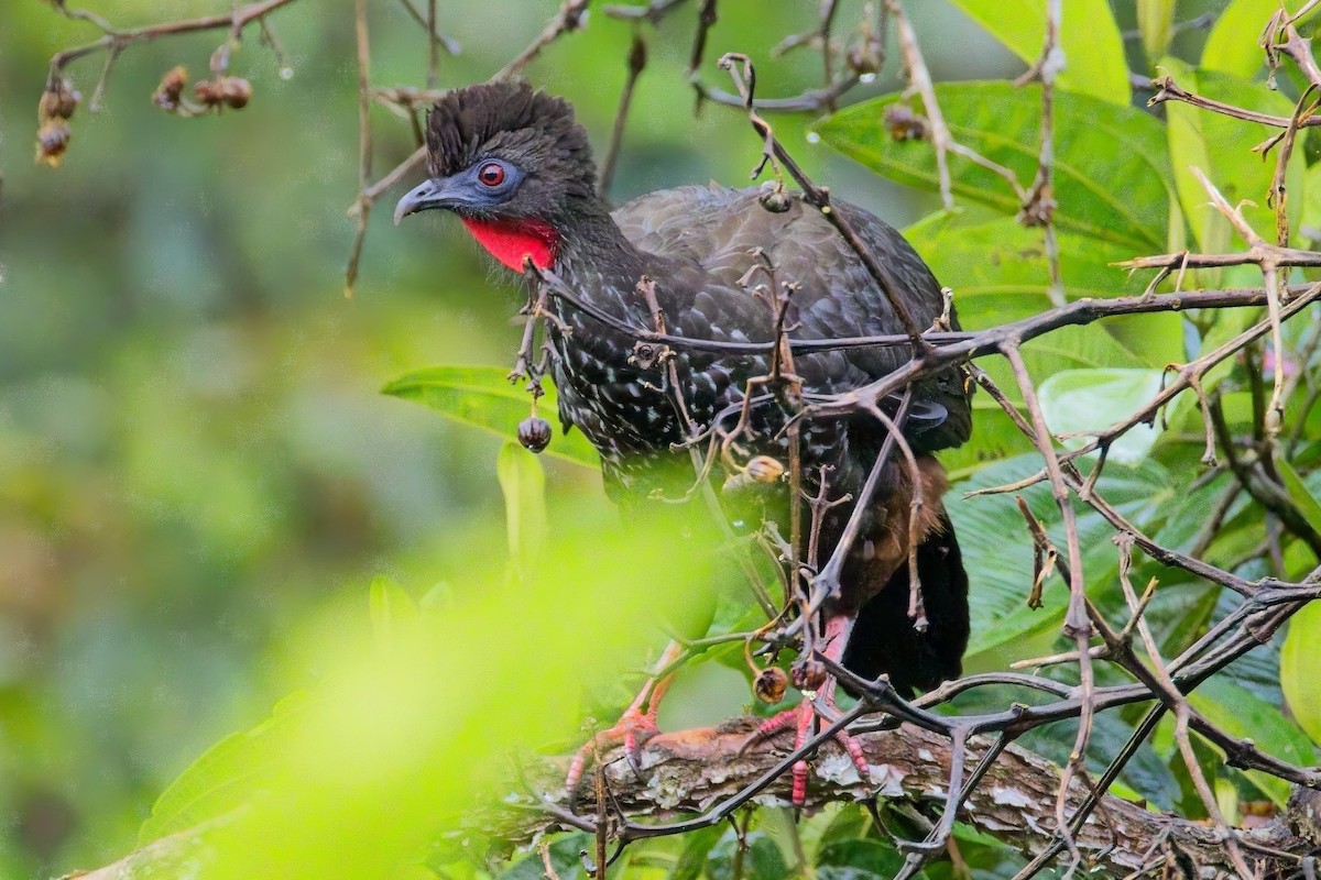 Tepeli Guan - ML634118439