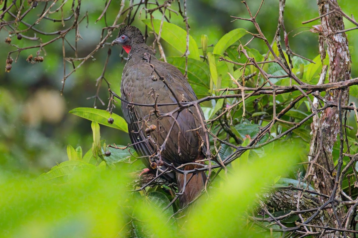 Tepeli Guan - ML634118440