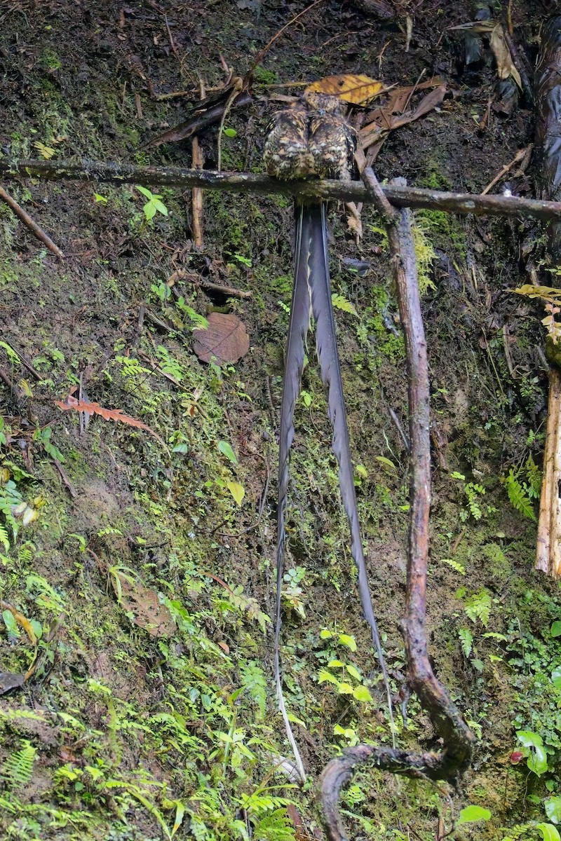 Lir Kuyruklu Çobanaldatan - ML634118461