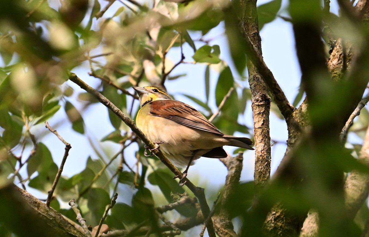 Dickcissel - ML634118509
