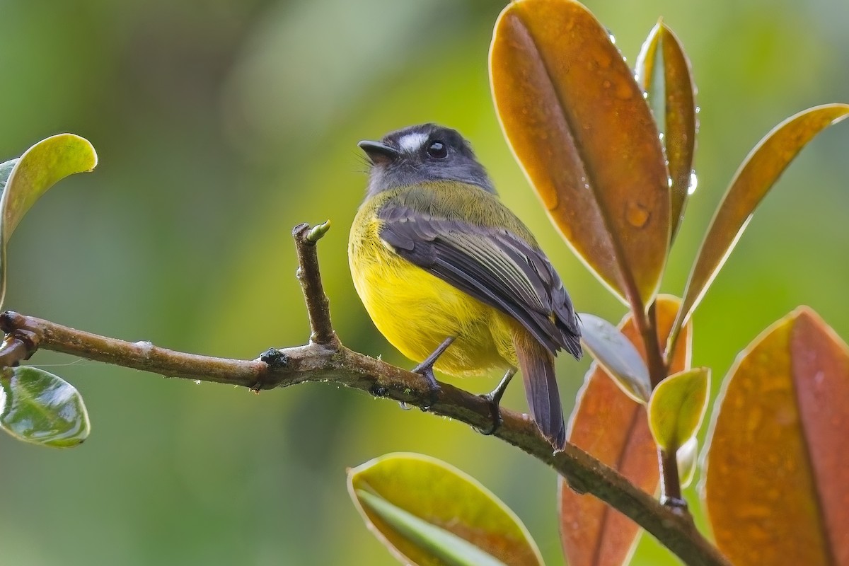 Sarı Alınlı Sinekkapan - ML634118530