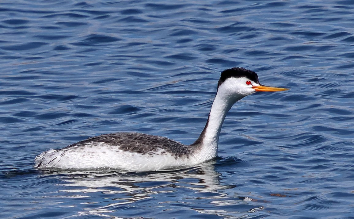 Clark's Grebe - ML634118546