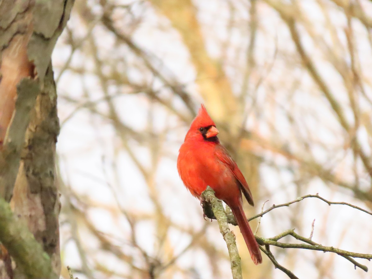 Cardinal rouge - ML634118555