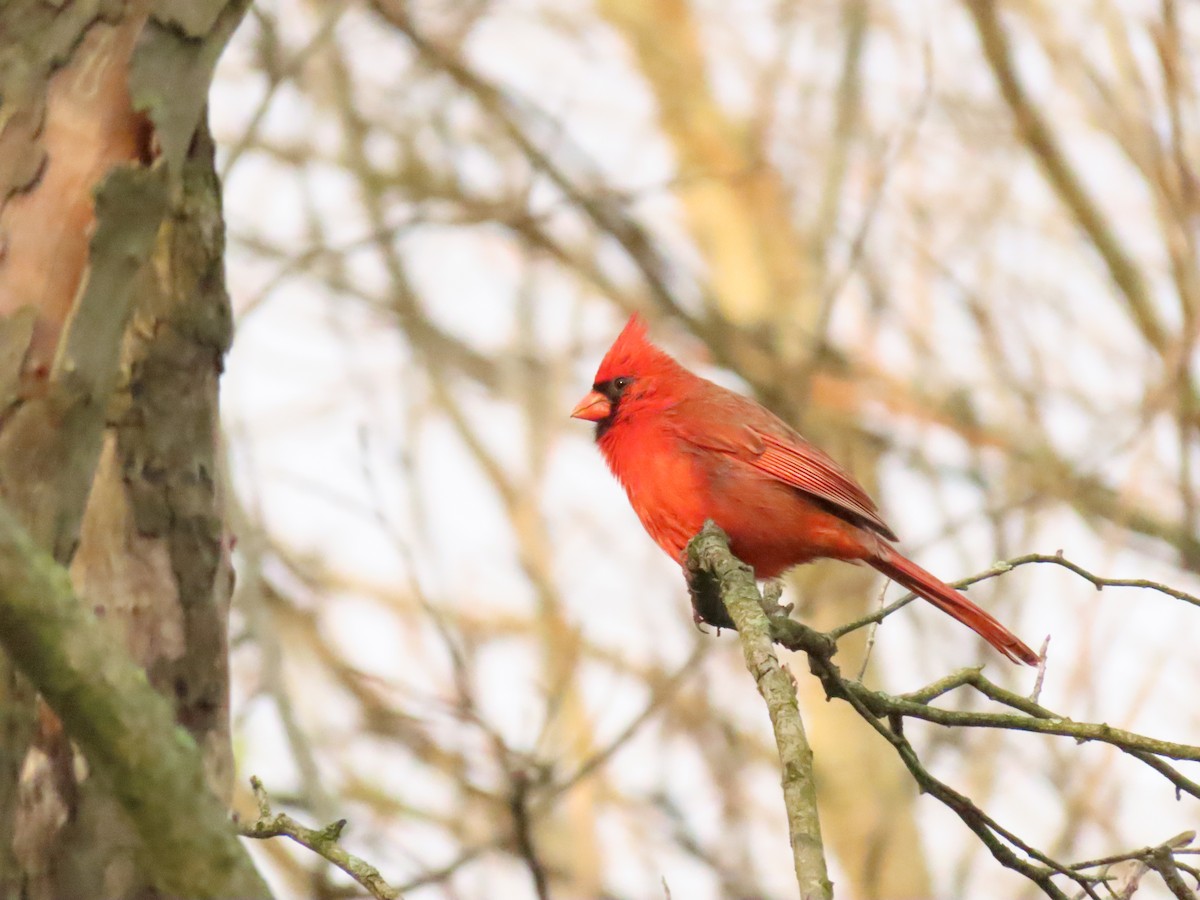 Cardinal rouge - ML634118556