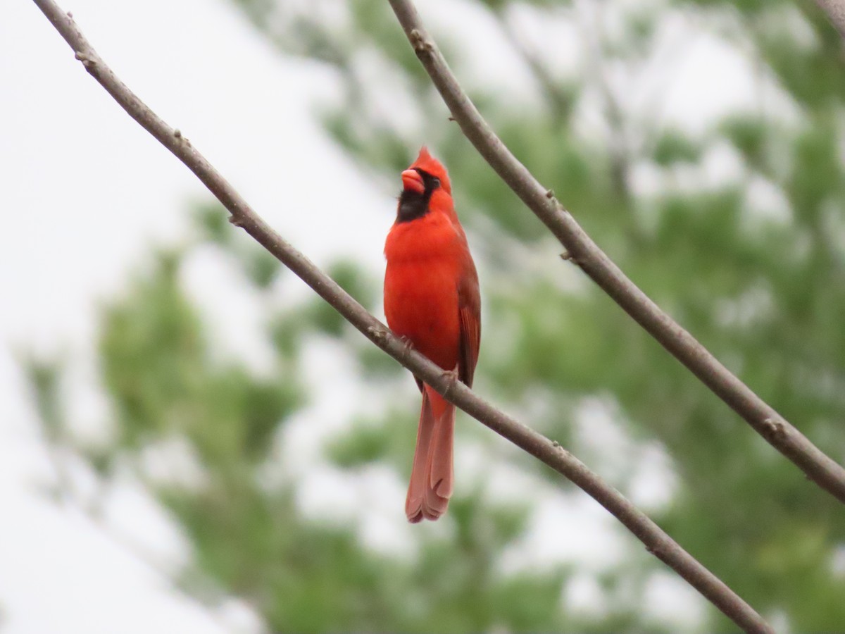 Cardinal rouge - ML634118557
