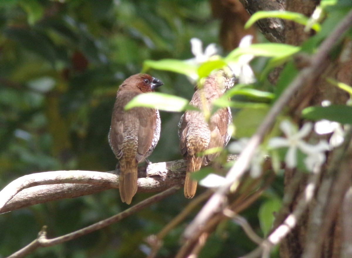 Scaly-breasted Munia - ML634118593