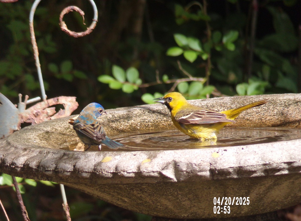 Orchard Oriole - ML634118605