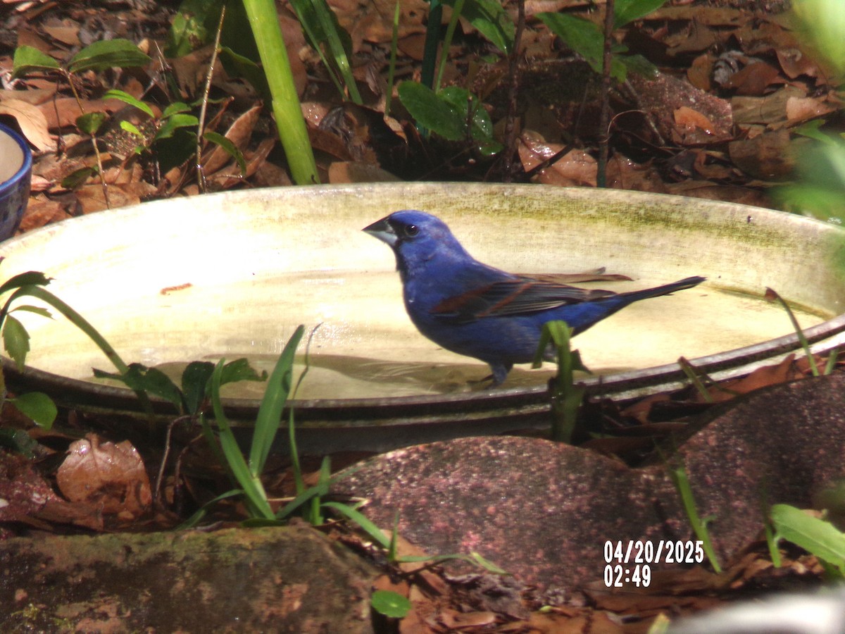 Indigo Bunting - ML634118619