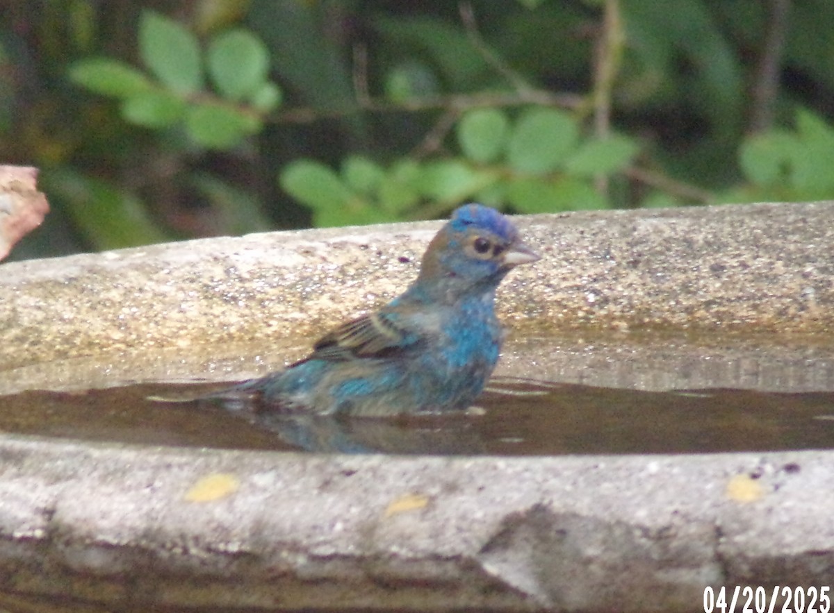Indigo Bunting - ML634118659