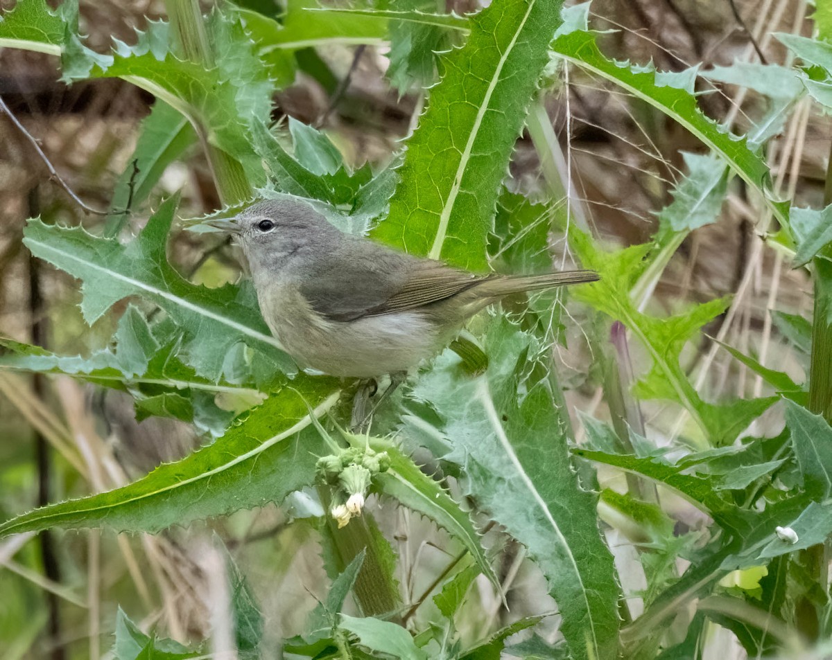 Orange-crowned Warbler - ML634118786