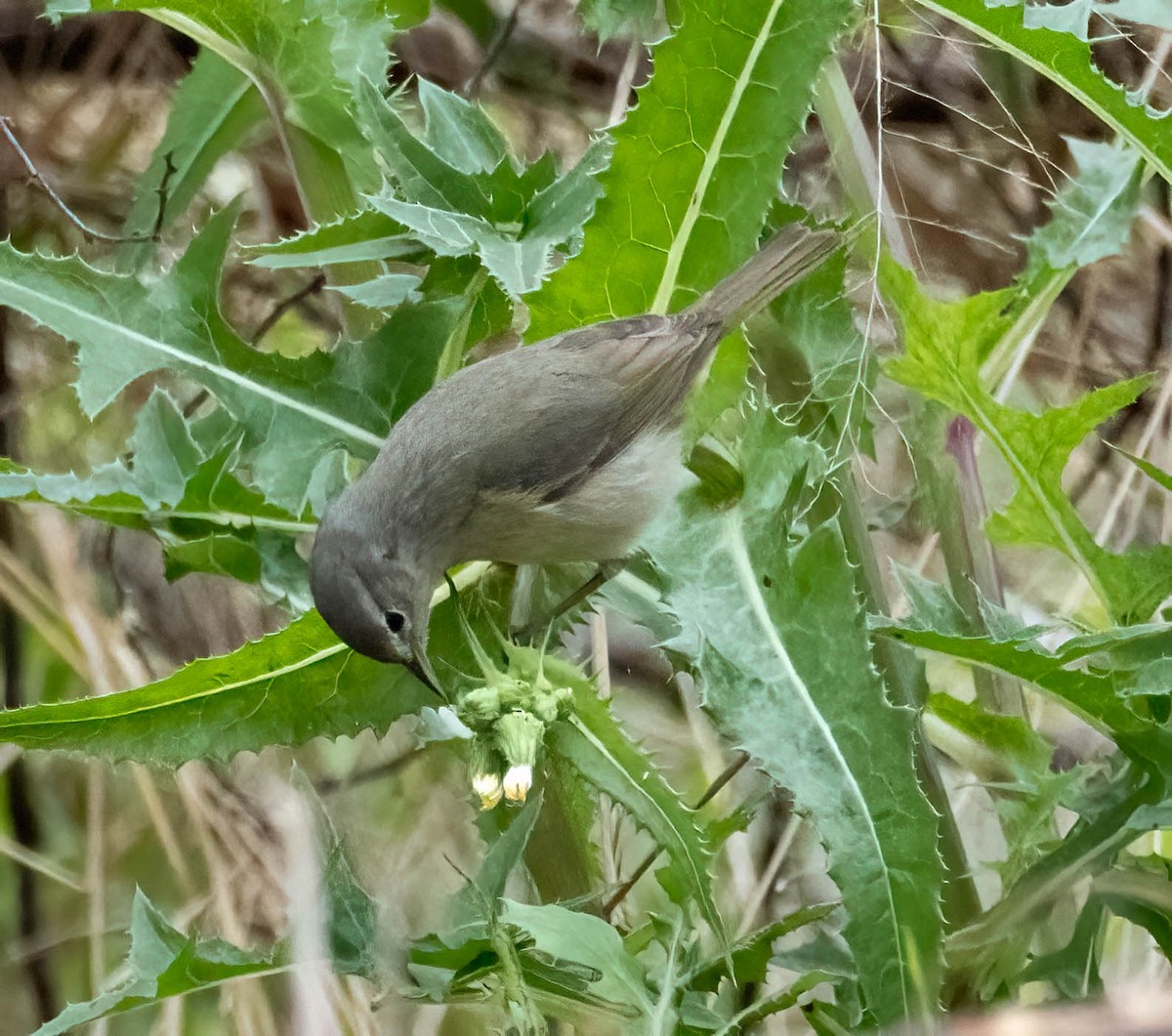 Orange-crowned Warbler - ML634118787