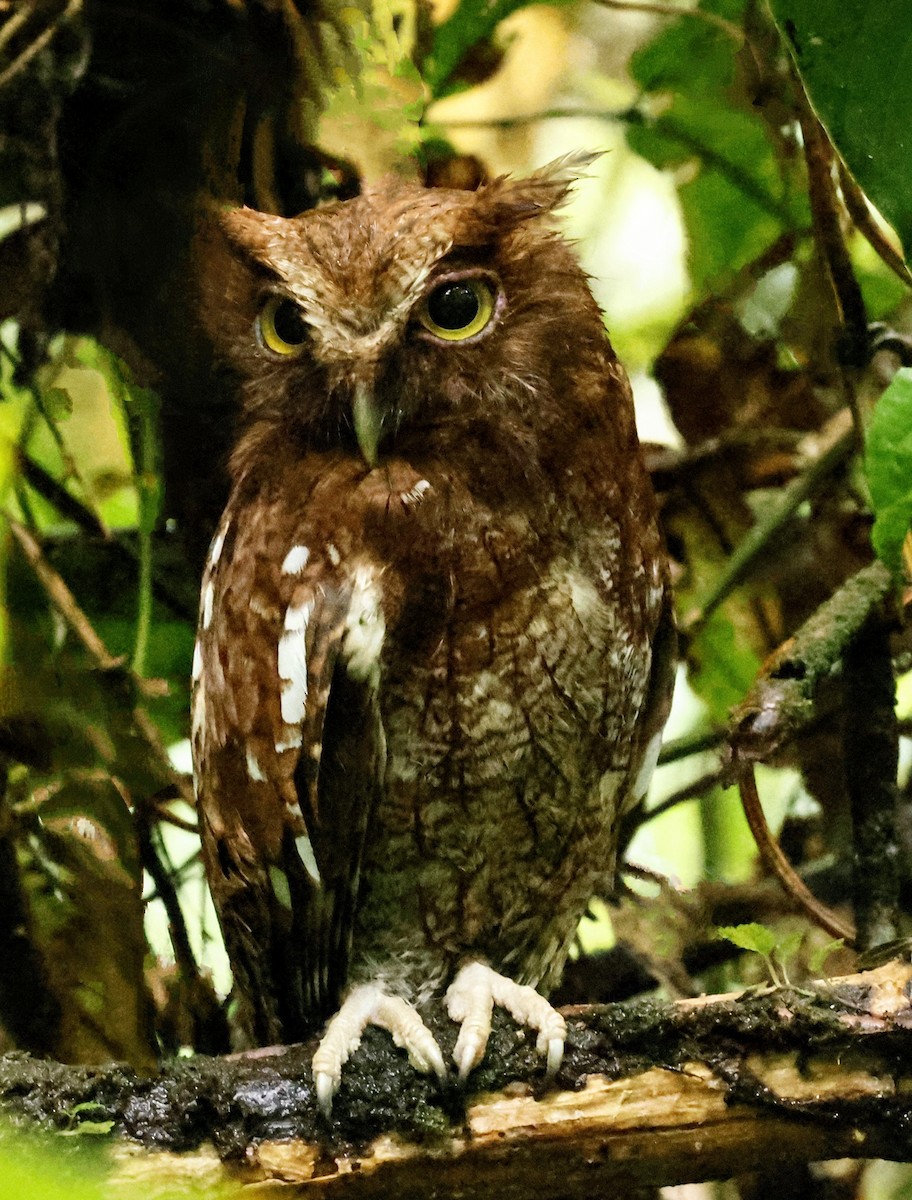 Choco Screech-Owl - ML634118857