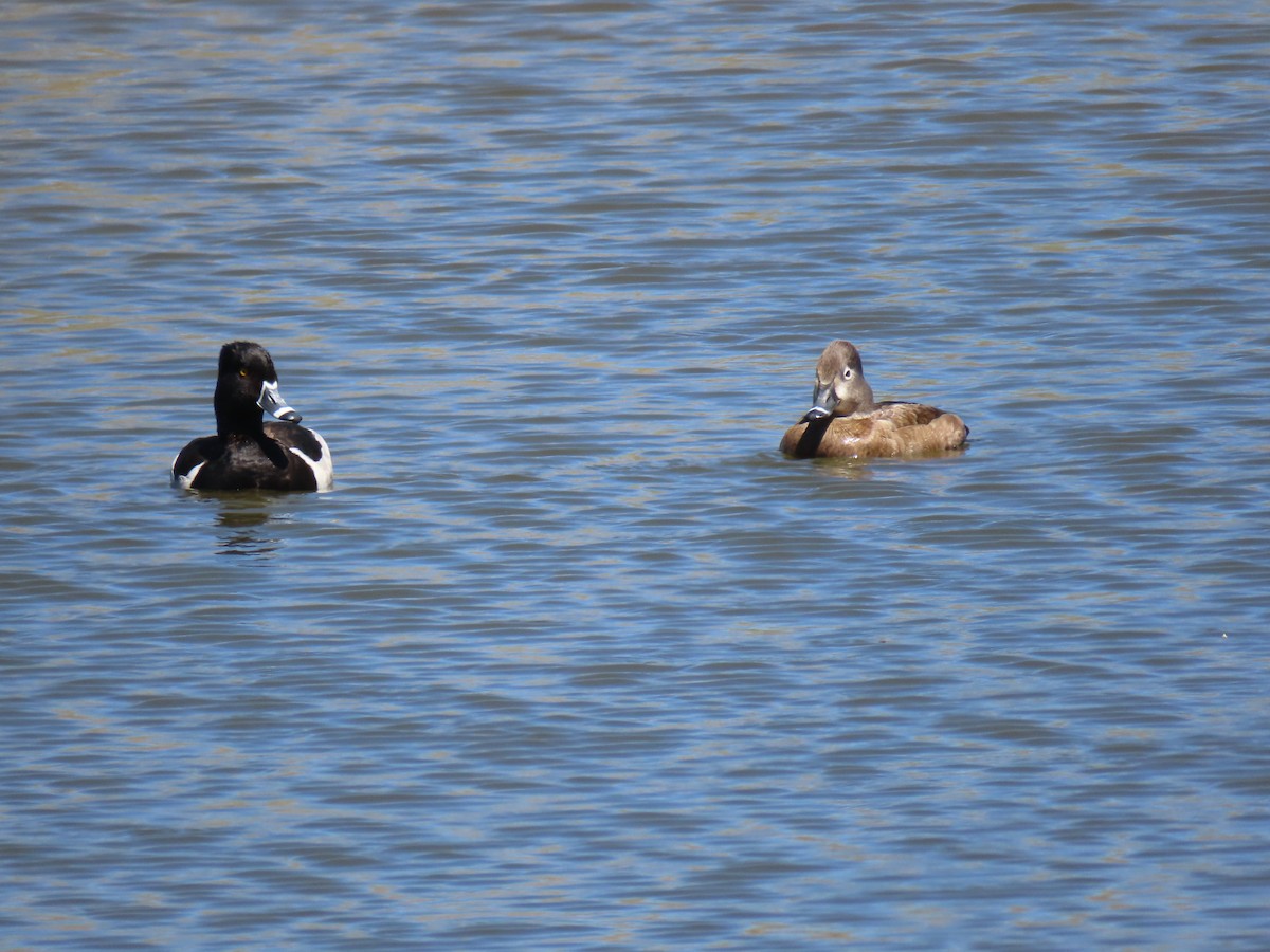 Ring-necked Duck - ML634119007