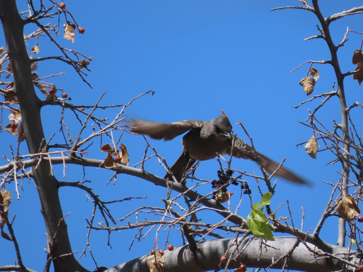 Phainopepla - ML634119025