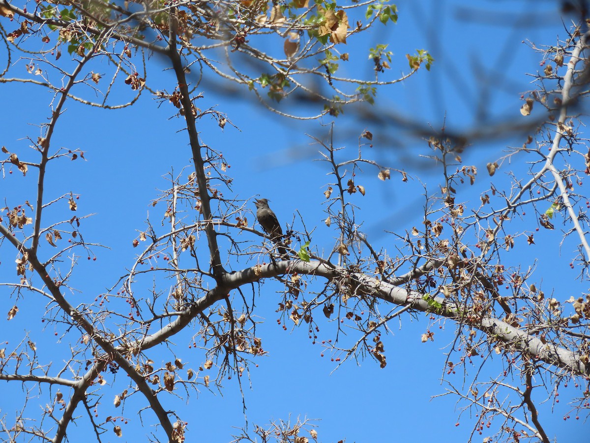 Phainopepla - ML634119026