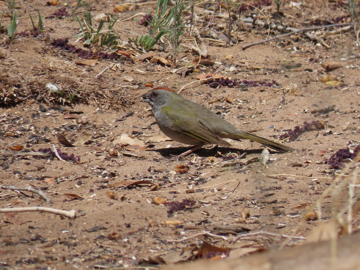 Green-tailed Towhee - ML634119044