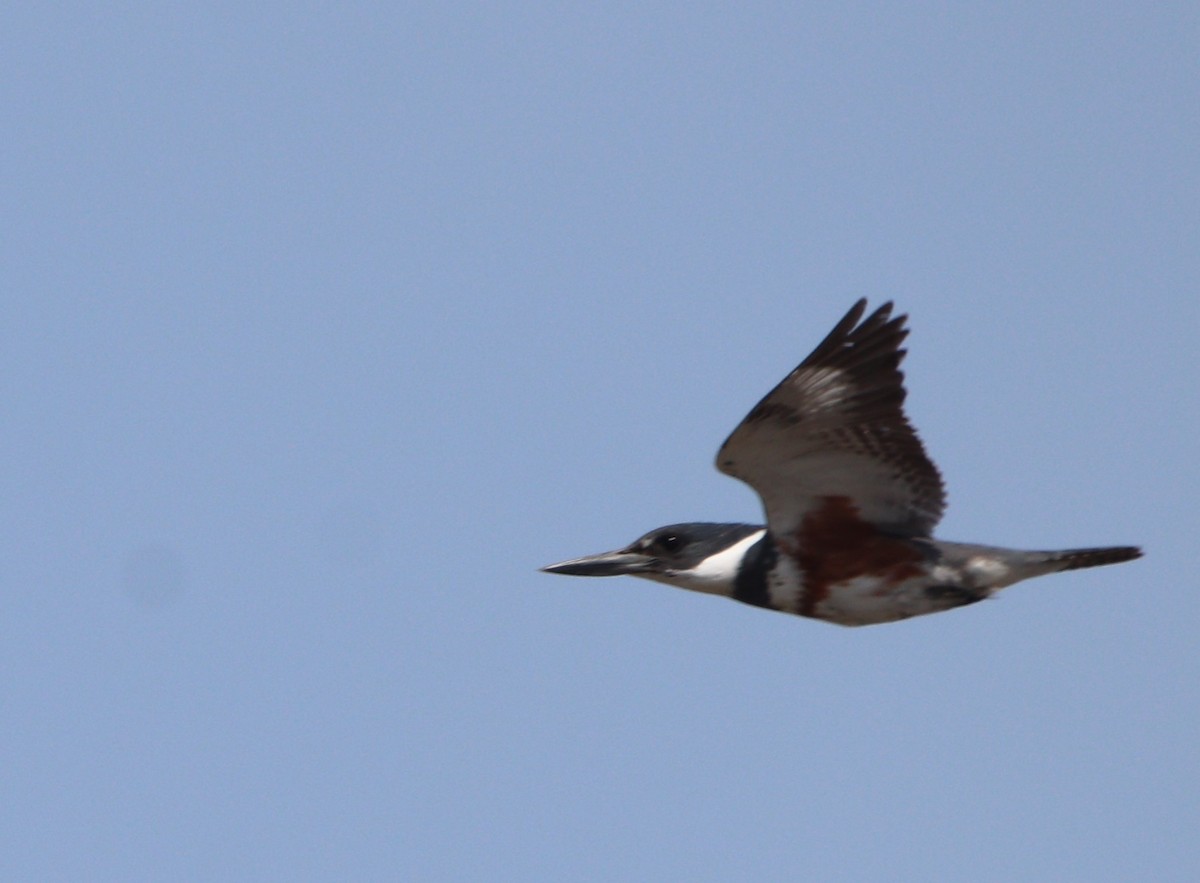 Belted Kingfisher - ML634119113