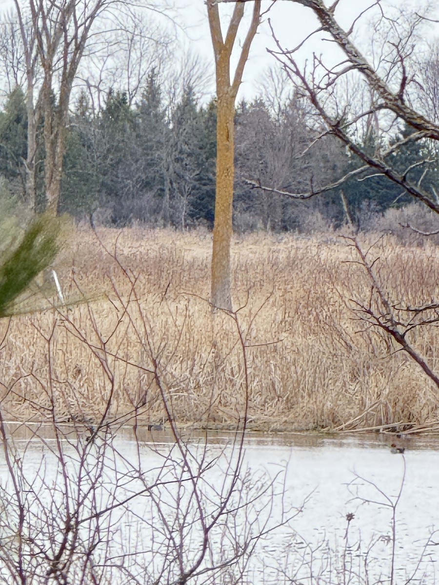 Eurasian Wigeon - ML634119199