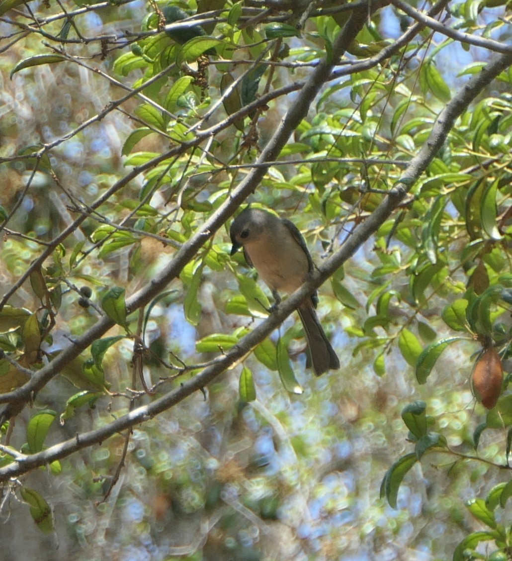 Tufted Titmouse - ML634119253