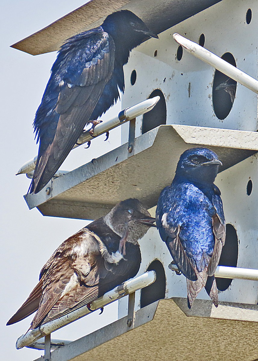 Purple Martin - ML634119325