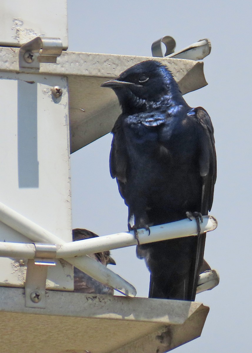 Purple Martin - ML634119326