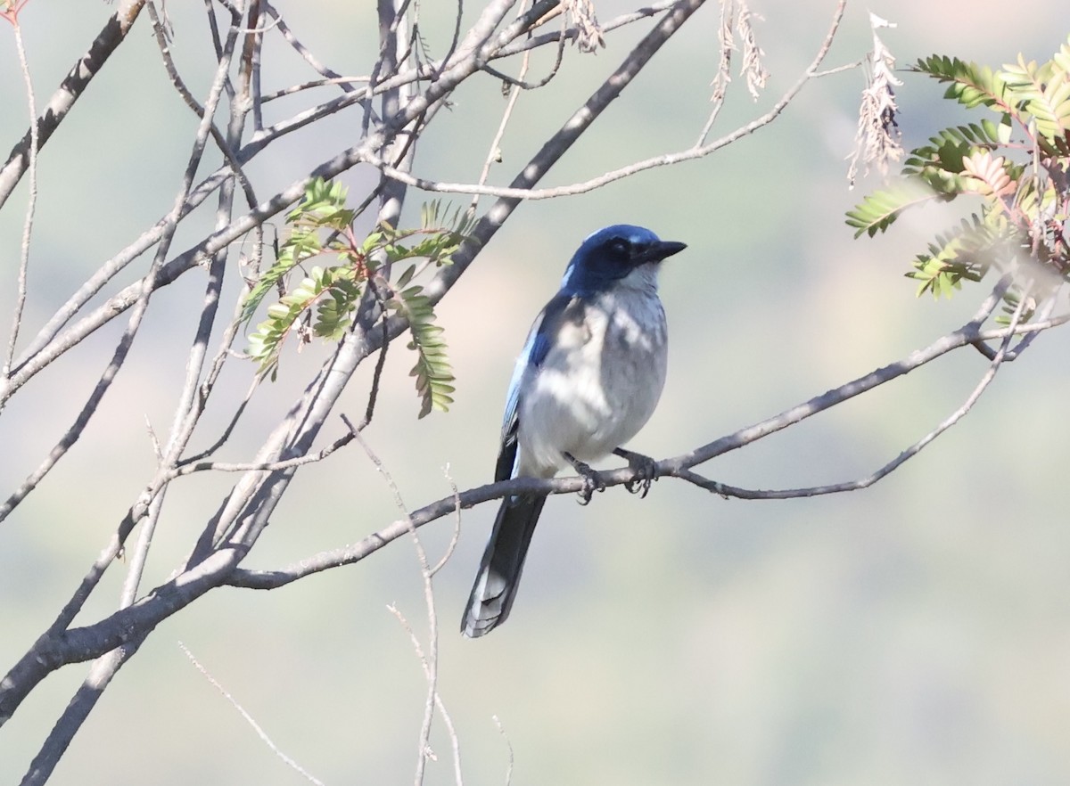 Woodhouse's Scrub-Jay (Sumichrast's) - ML634119431