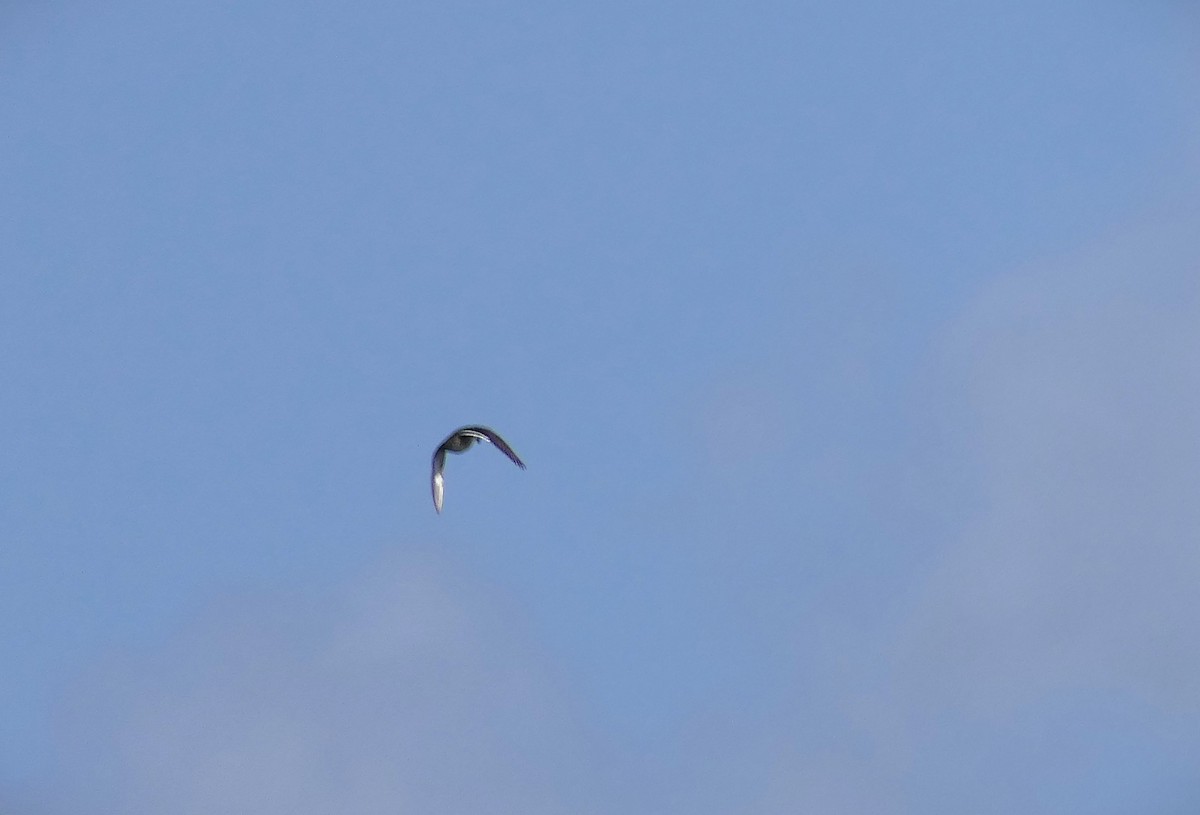 duck sp. - ML634119478