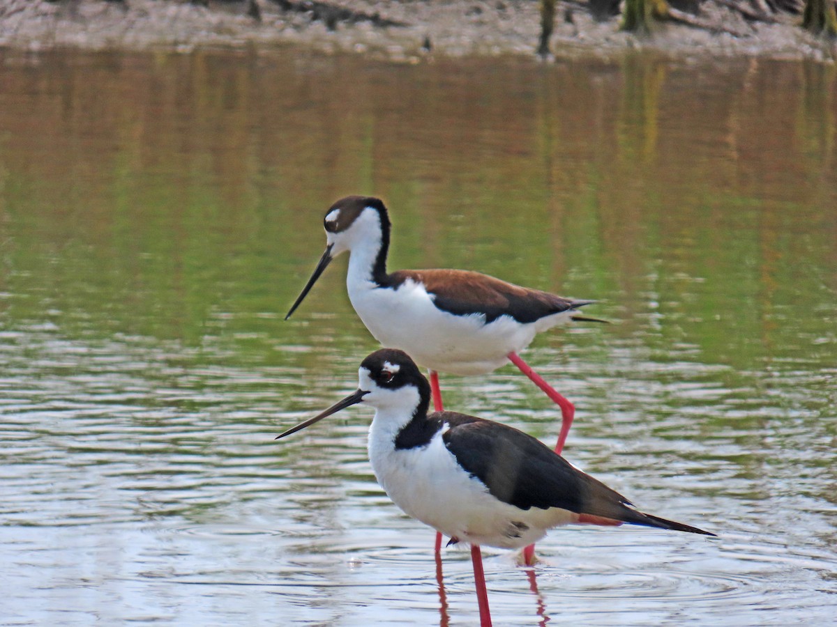 Black-necked Stilt - ML634119565