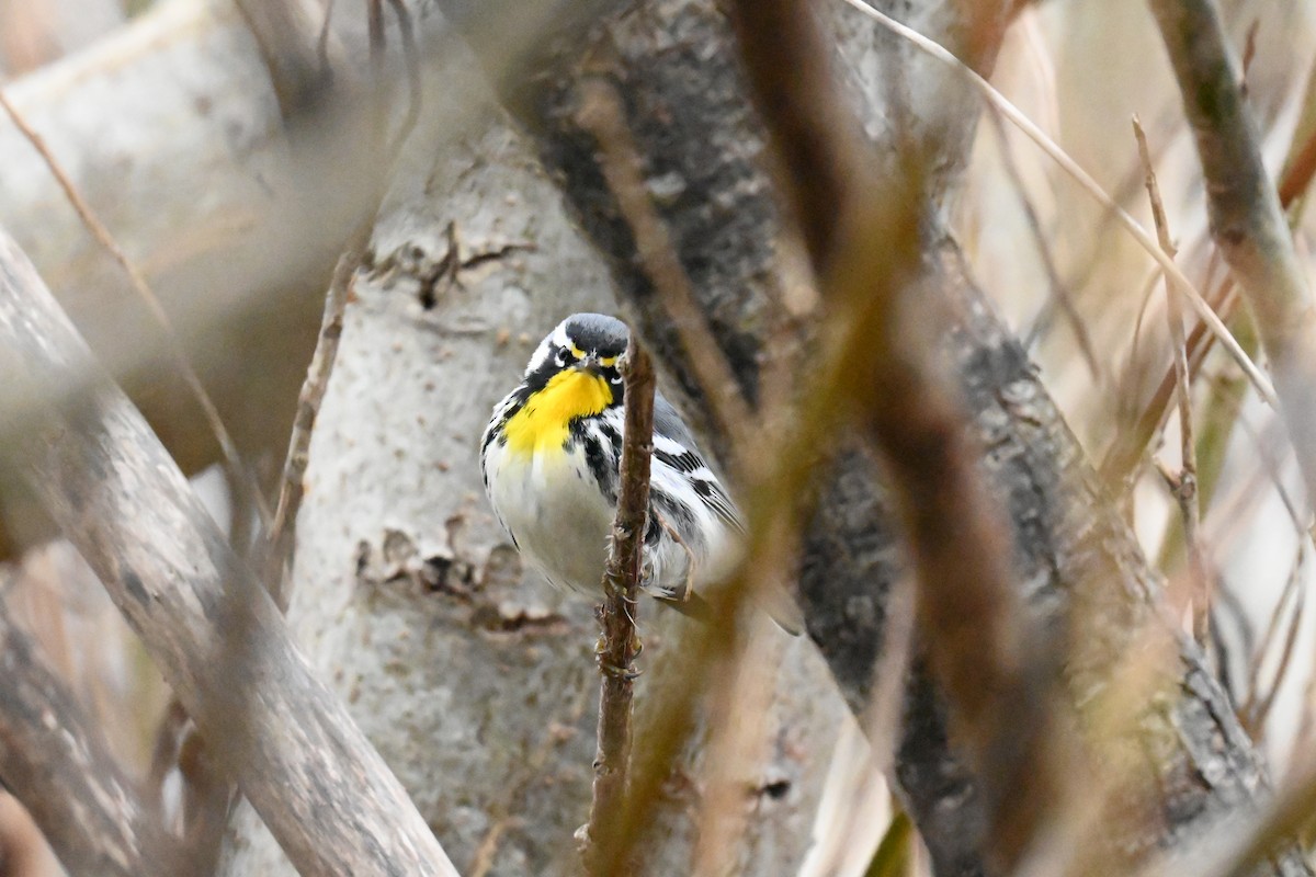 Yellow-throated Warbler - ML634119567