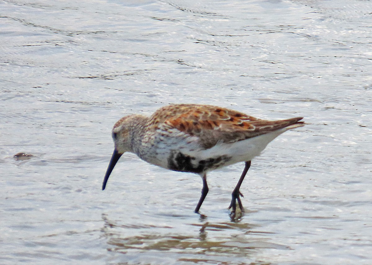 Dunlin - ML634119583