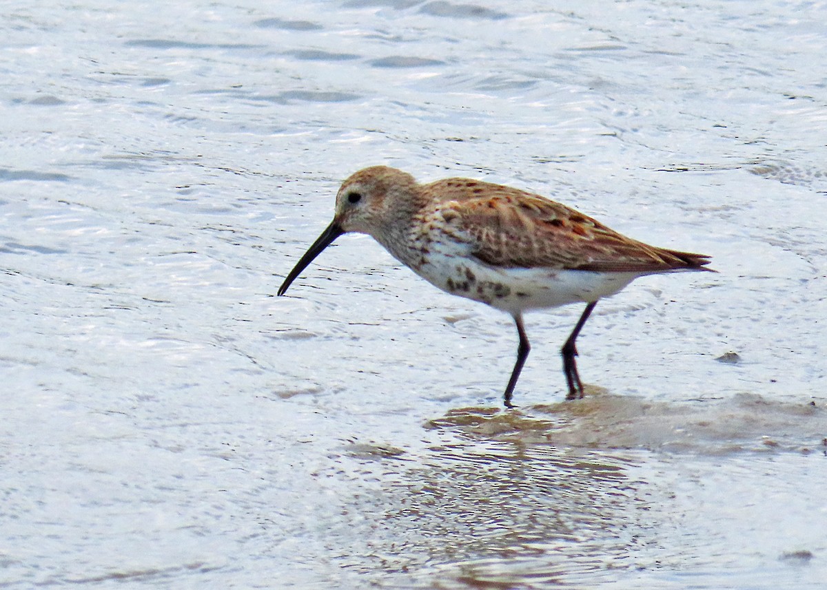 Dunlin - ML634119584