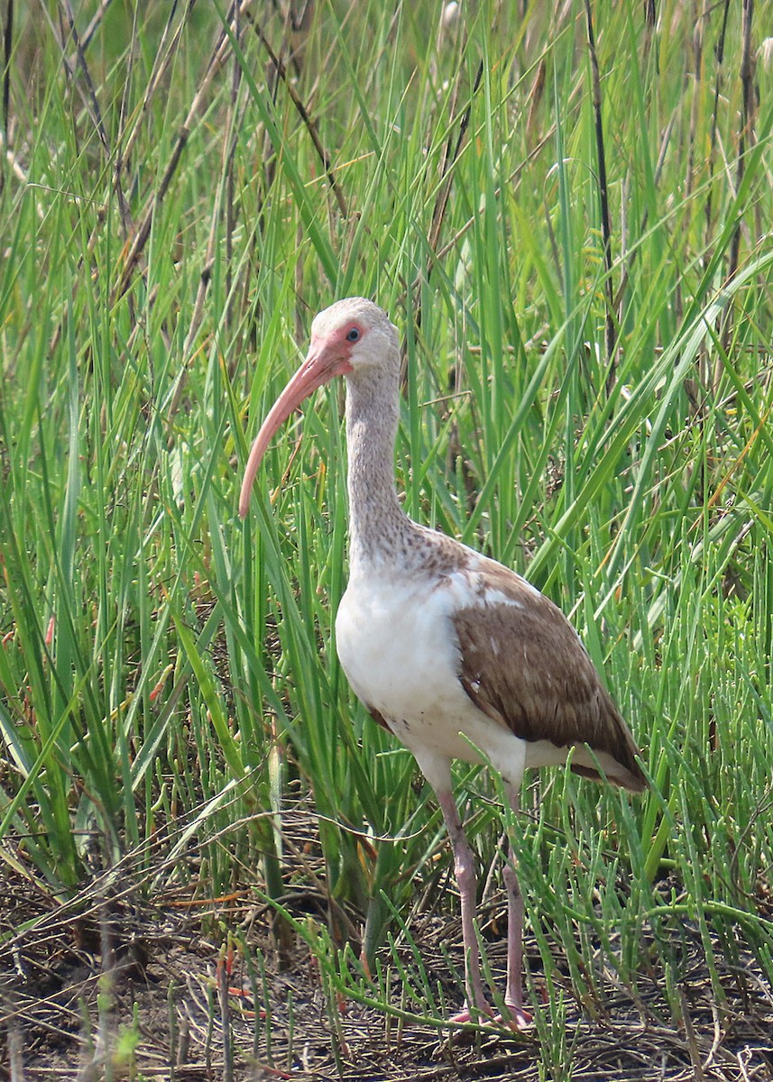 White Ibis - ML634119600