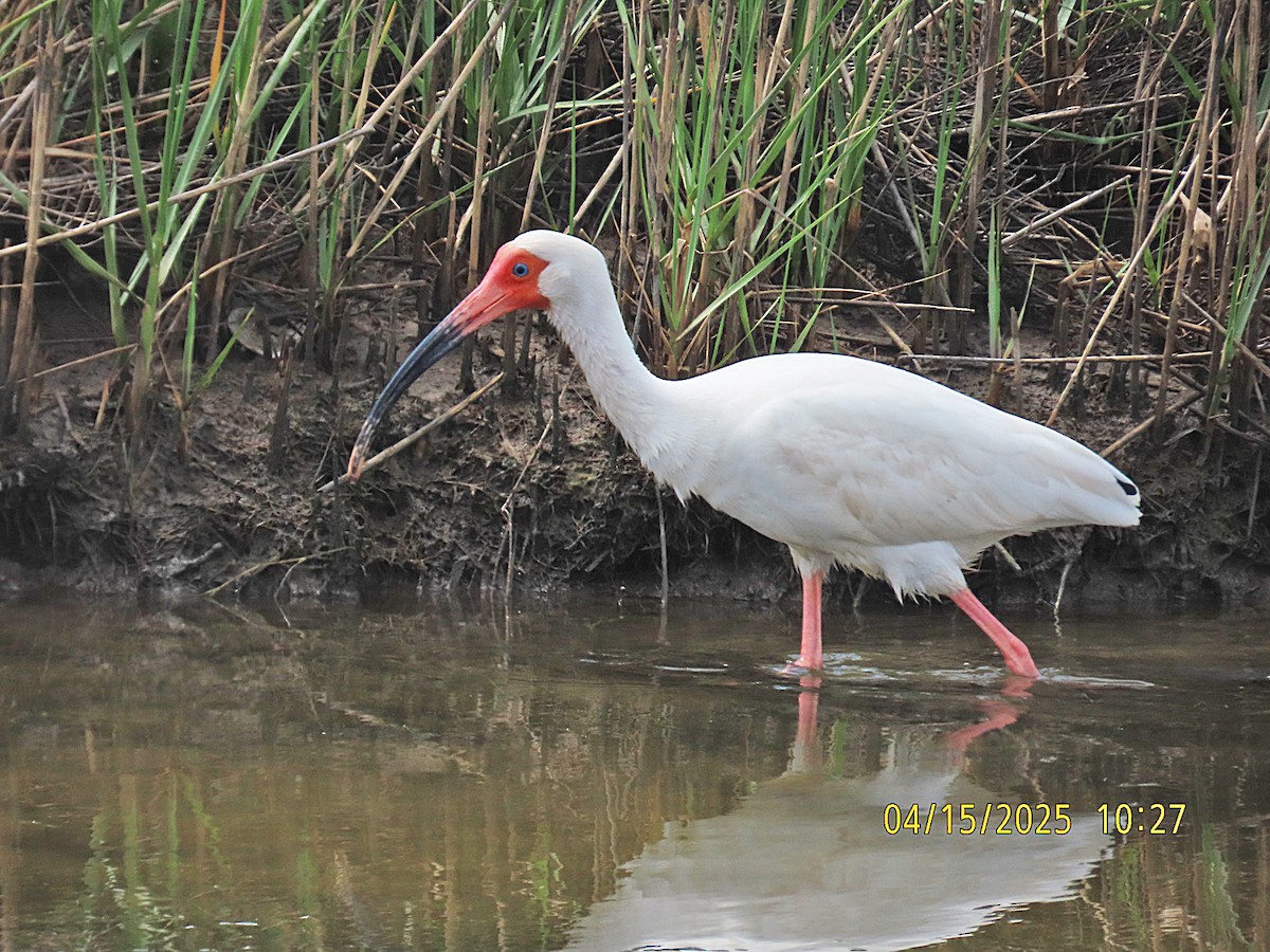 White Ibis - ML634119615