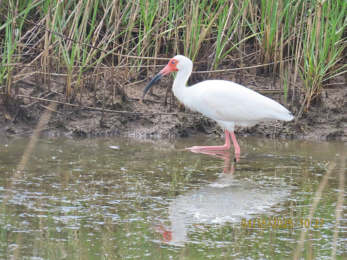 White Ibis - ML634119618