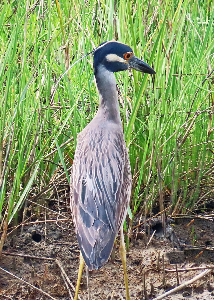 Yellow-crowned Night Heron - ML634119637