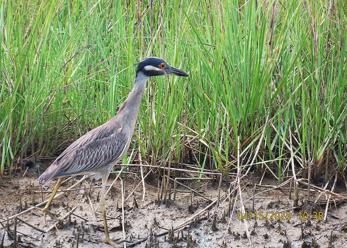 Yellow-crowned Night Heron - ML634119639