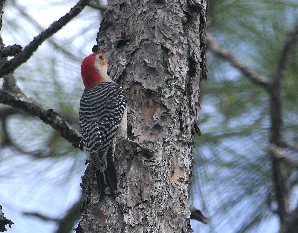 Red-bellied Woodpecker - ML634119642