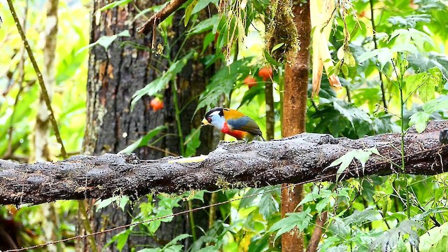 Toucan Barbet - ML634119693