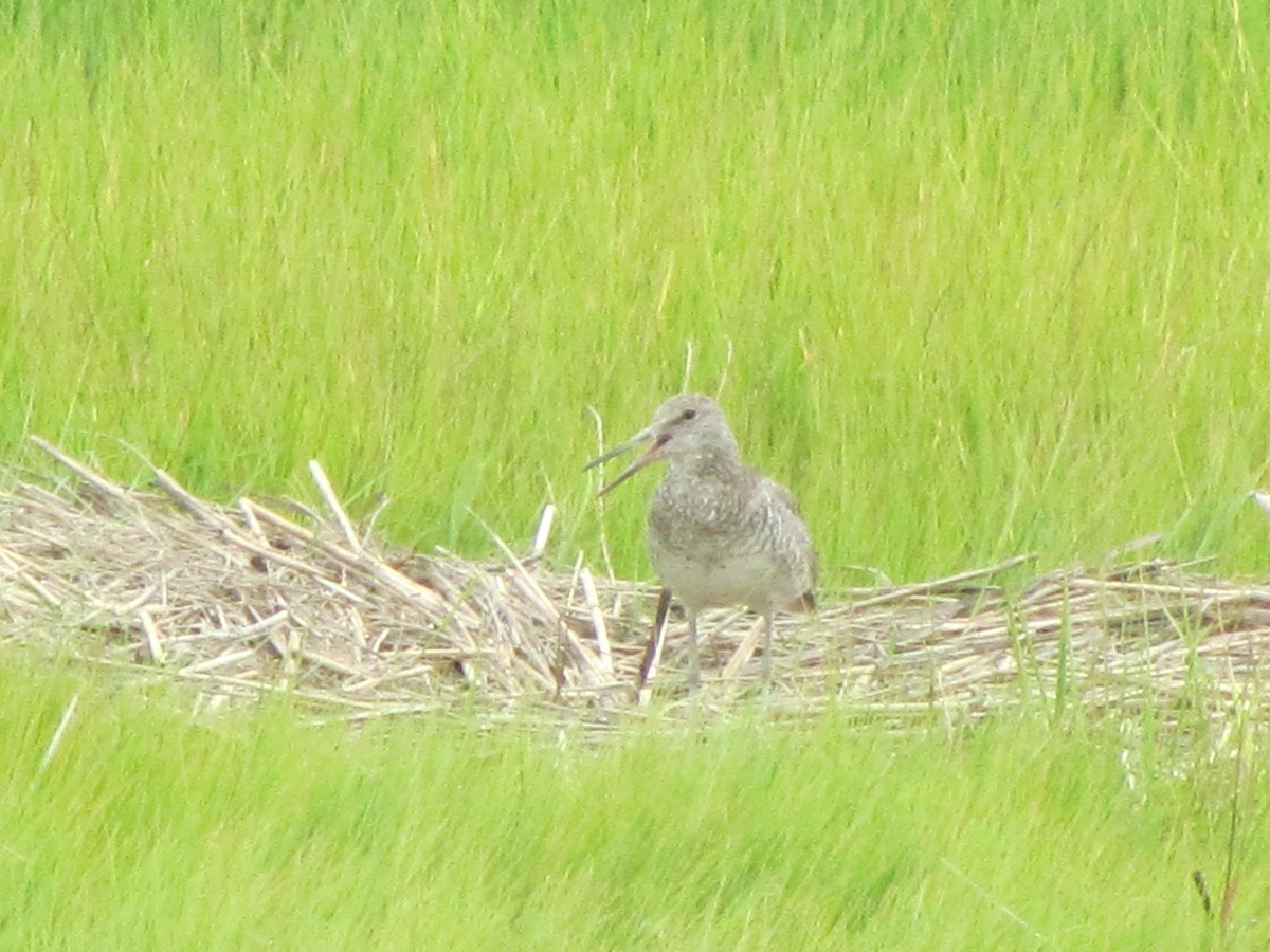 Willet - ML63411971
