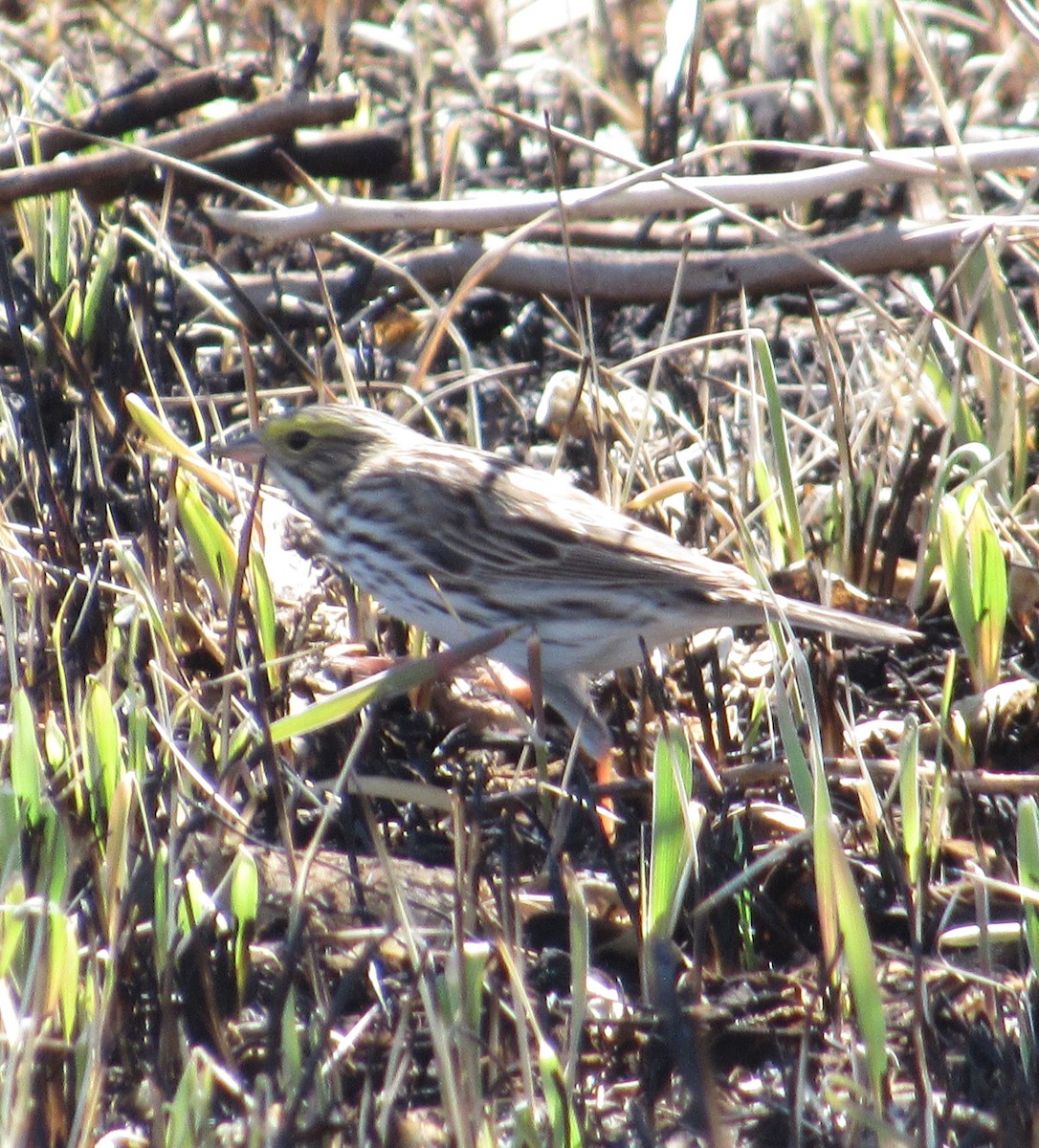 Savannah Sparrow - ML634119728
