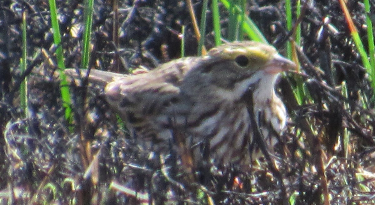 Savannah Sparrow - ML634119732