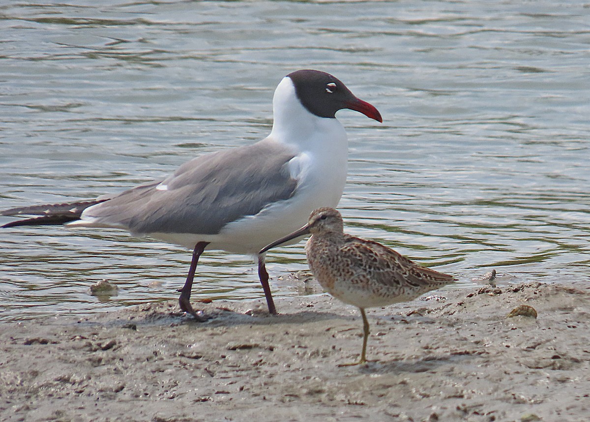Laughing Gull - ML634119735
