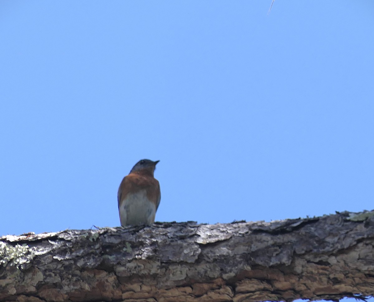 Eastern Bluebird - ML634119799