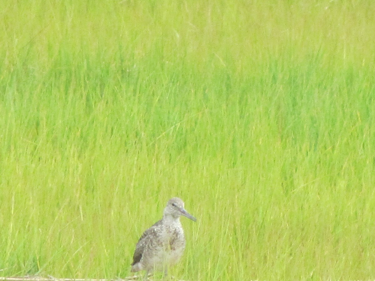 Willet - ML63411981