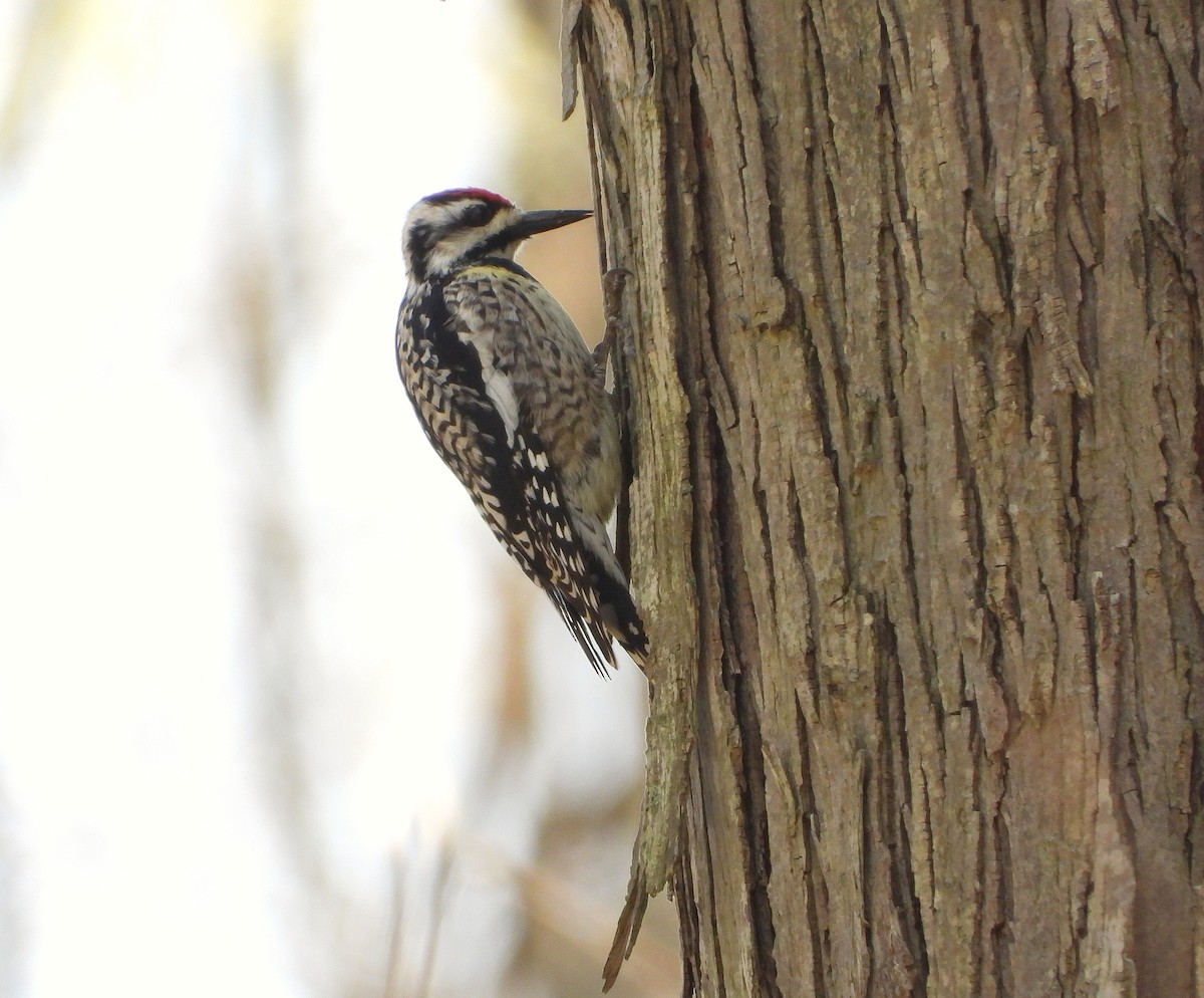 Pic maculé - ML634119813