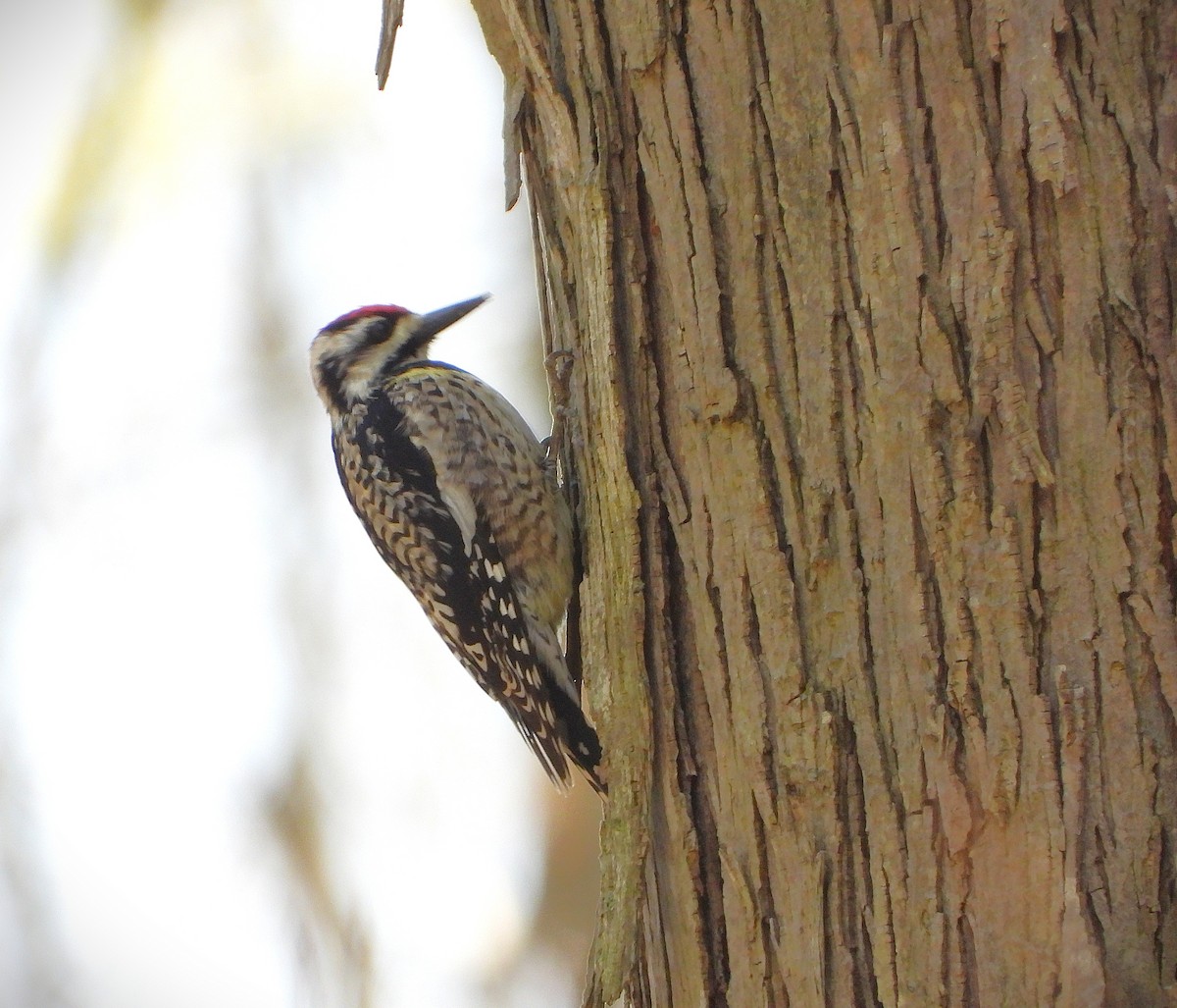 Pic maculé - ML634119829