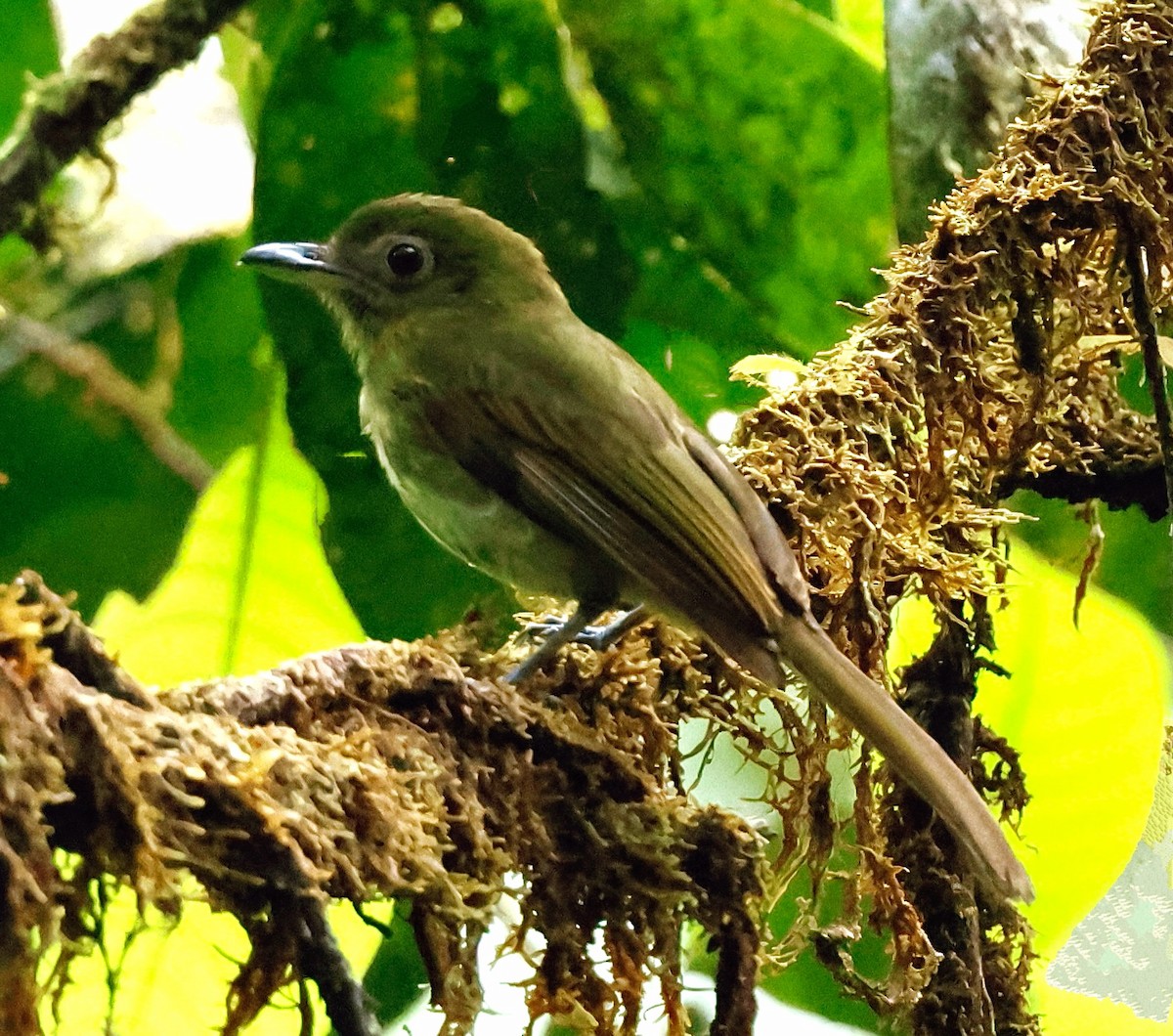 Pacific Flatbill - ML634119867
