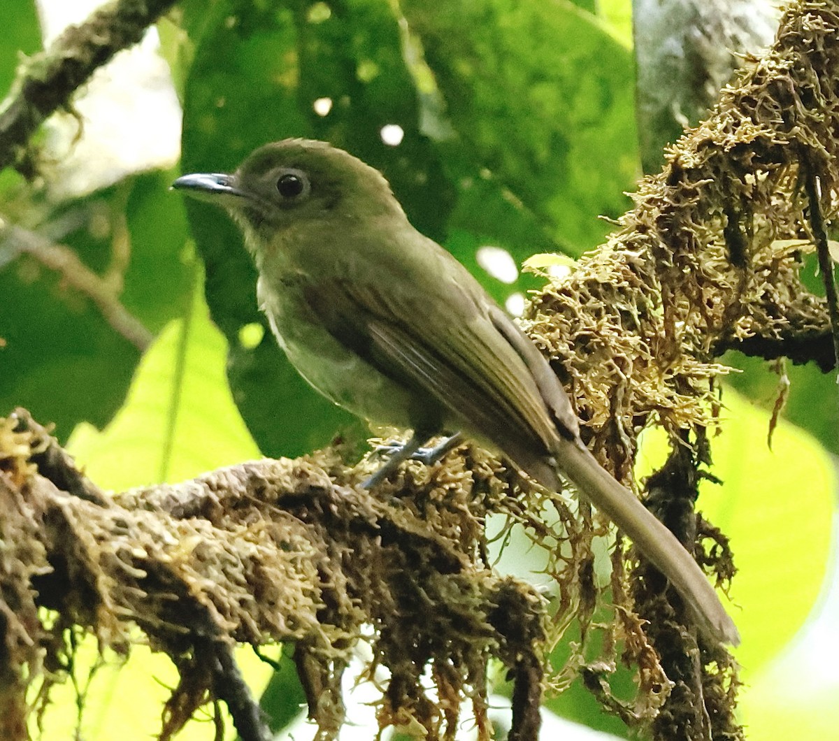 Pacific Flatbill - ML634119868